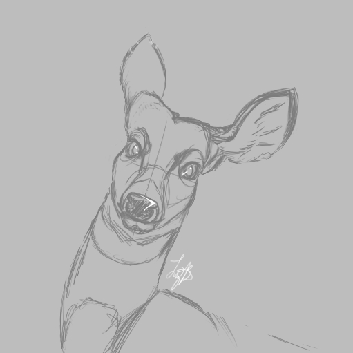 Doe Sketch by Eli Lobo